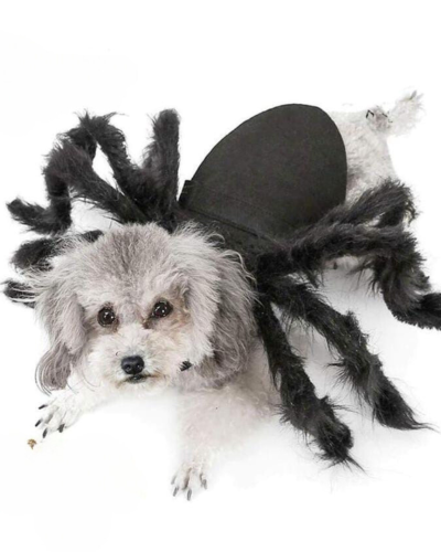 Drisfraz de araña