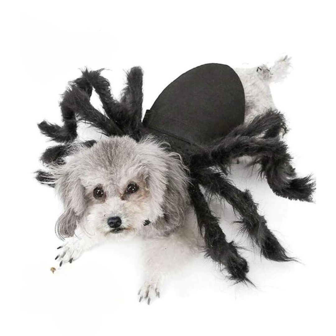 Drisfraz de araña